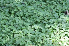 Centella asiatica